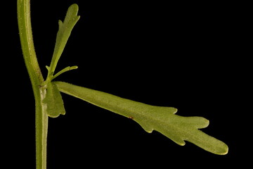 Wild Candytuft (Iberis amara). Leaf and Axillary Shoot Closeup