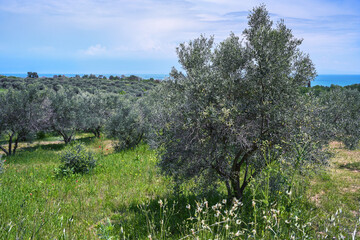 Olive tree in the grass on a plantation at the Mediterranean Sea, traditional agriculture in Greece, global export of the fruits and olive oil, cloudy blue sky, copy space