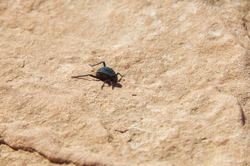 Near view of a black head-stander beetle