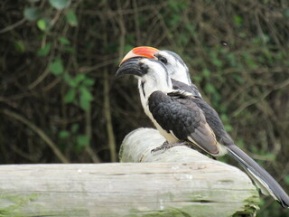 hornbill, southern africa