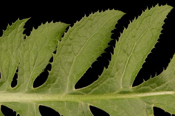Saw-Wort (Serratula tinctoria). Leaf Detail Closeup