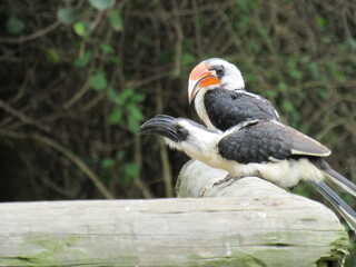 Hornbill birds, South Africa, Plettenbergbaai, Birds Of Eden.