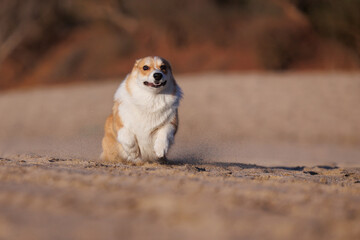 Funny red and white welsh corgi pembroke running on the sandy beach, funny dog face