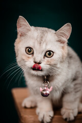 The little cat took a portrait photo with a beautiful moment taken by the Vietnamese pet-loving community