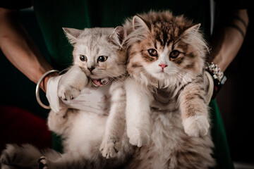 The little cat took a portrait photo with a beautiful moment taken by the Vietnamese pet-loving community