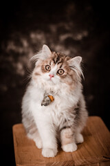 The little cat took a portrait photo with a beautiful moment taken by the Vietnamese pet-loving community