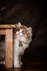 The little cat took a portrait photo with a beautiful moment taken by the Vietnamese pet-loving community