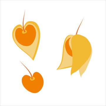 Flat style botanical illustration. Orange flower and fruit of vegetable physalis
