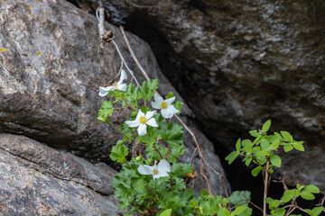flower in rocks