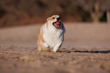 Funny welsh corgi pembroke running on the sandy beach