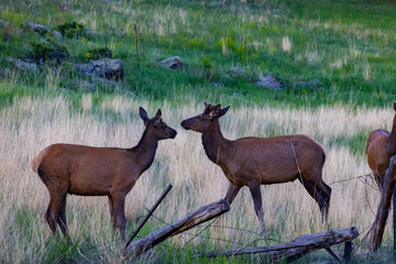 Fototapeta premium Elk in Elk meadows, Evergreen