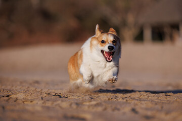 Cute funny welsh corgi pembroke running on the sandy beach