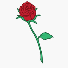 red rose isolated on white background.vector realistic red rose
