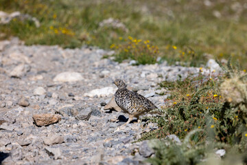 ptarmigan on 14er peak in colorado