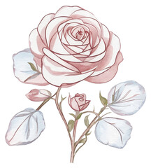 White roses PNG element,Valentine's Day,illustration, Created with Generative AI