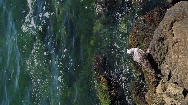 Vertical video of seagull standing on rock near seaside.