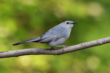 Gray Catbird Perched on Tree Branch