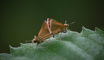 Two Skipper Moth Butterflies Mating