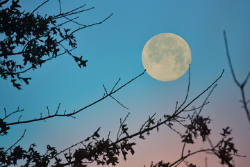 January Full Moon with pink and blue sky