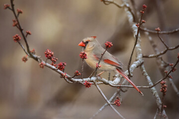 Female Northern Cardinal bird perched in Maple Tree, surrounded by red leaf buds