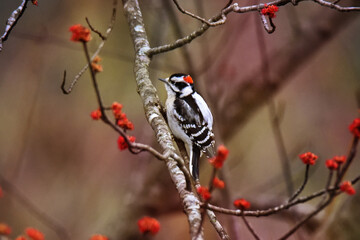 Hairy Woodpecker perched in Maple Tree, surrounded by red leaf buds