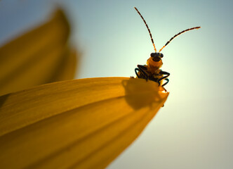 Cucumber Beetle looking over edge of Sunflower petal, close-up