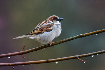 House Sparrow perched on Tree Branch with Rain falling