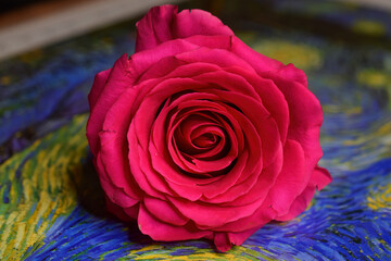 Large Pink Rose Laying on framed Van Gogh Starry Night Print