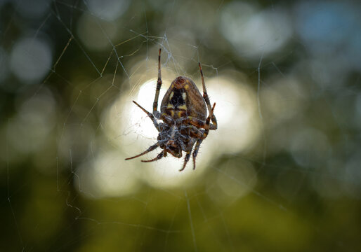 Orb Weaver Spider in Web, with Bokeh background