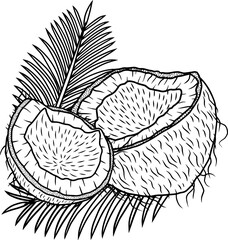 Coconuts with palm leaves, vector art