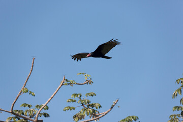 Brazil Pantanal vulture - turkey