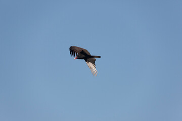Brazil Pantanal vulture - turkey