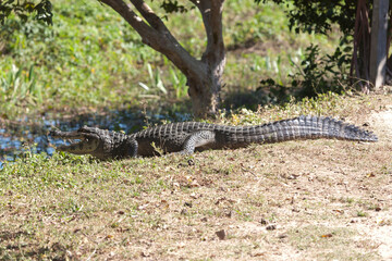 Alligator closeup