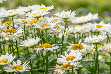 Obraz premium A bush of white daisies in the garden. Summer flower. Gardening. Buds close up. Chamomile petals. Floral background. Flora plant