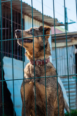 Group of dogs in animal shelter. Homeless eating dogs in a shelter cage Kennel dogs locked.