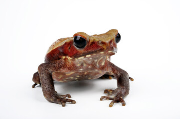 Smooth-sided toad, spotted toad // Tropfenkröte (Rhaebo guttatus)