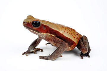 Smooth-sided toad, spotted toad // Tropfenkröte (Rhaebo guttatus)