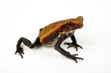 Tropfenkröte // Smooth-sided toad, spotted toad (Rhaebo guttatus)
