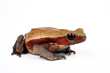 Smooth-sided toad, spotted toad // Tropfenkröte (Rhaebo guttatus)