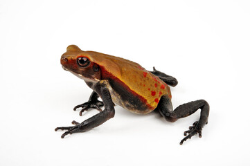 Obraz premium Smooth-sided toad, spotted toad // Tropfenkröte (Rhaebo guttatus)