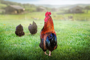 Rooster on green meadow.