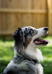 portrait of a Australian Shepard puppy 