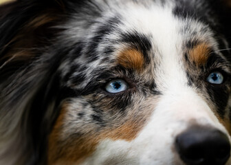 close up portrait of a Aussie