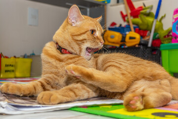 ginger cat licking paws
