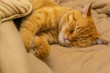 cute ginger cat sleeping