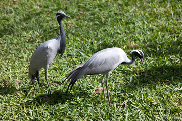 Fototapeta premium Demoiselle crane close-up