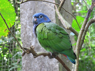 Blue-headed red-tailed parrot close-up