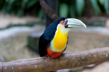 Toucan closeup