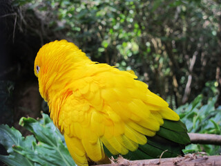 Golden parrot close-up