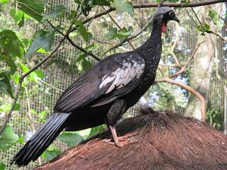 Red-throated guan close-up